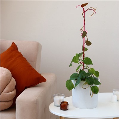 Поддержка для орхидей, 60 × 14 × 1 см, пластик, цвет МИКС, «Пальма»